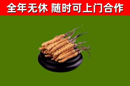 酉阳县回收散虫草